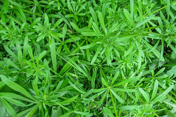 Przytulia czepna (Galium aparine)