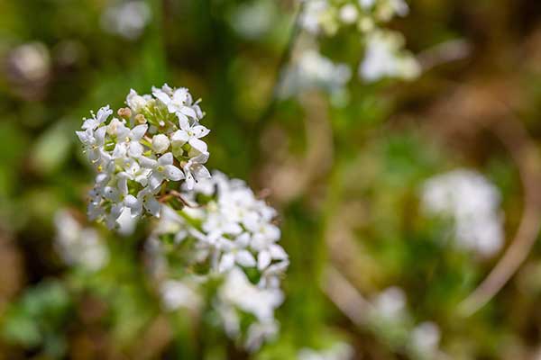 Przytulia hercyńska, przytulia skalna (Galium saxatile)