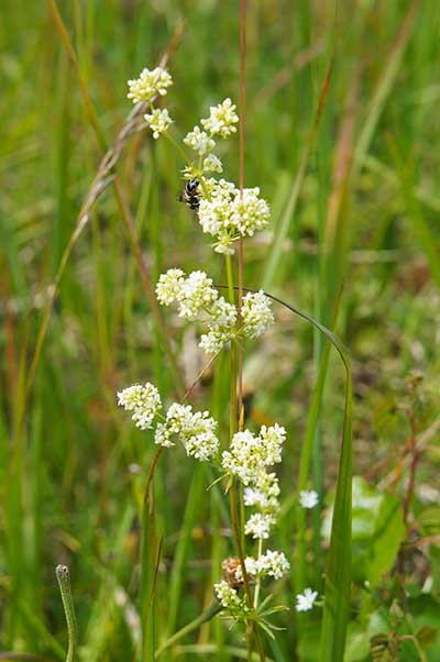 Przytulia północna (Galium boreale)