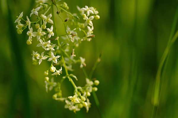 Przytulia pospolita, przytulia zwyczajna (Galium mollugo)