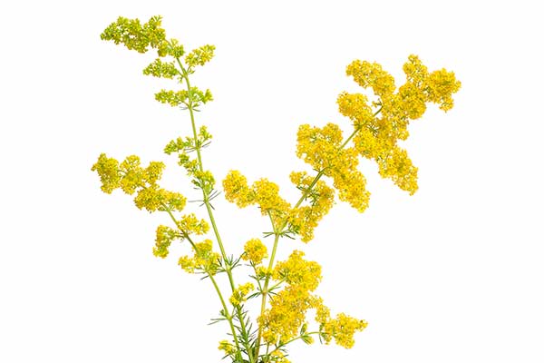 Przytulia właściwa (Galium verum)