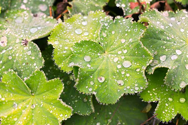 Przywrotnik cienkołodygowy (Alchemilla filicaulis)