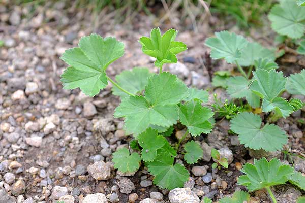 Przywrotnik pasterski (Alchemilla monticola)