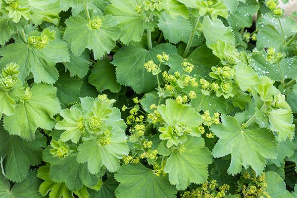 Przywrotnik pospolity (Alchemilla vulgaris)