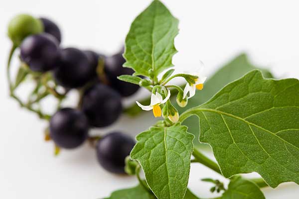 Psianka czarna (Solanum nigrum)