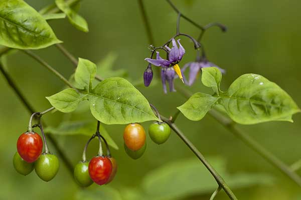 Psianka słodkogórz (Solanum dulcamara)