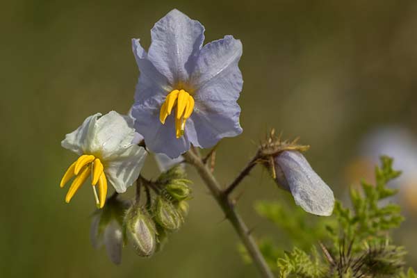 Psianka stuliszolistna (Solanum sisymbrifolium)