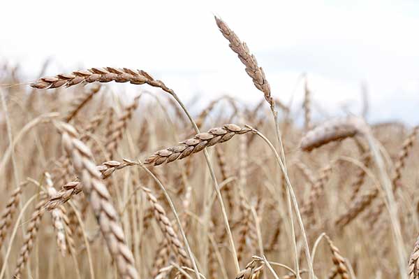 Pszenica orkisz (Triticum spelta)