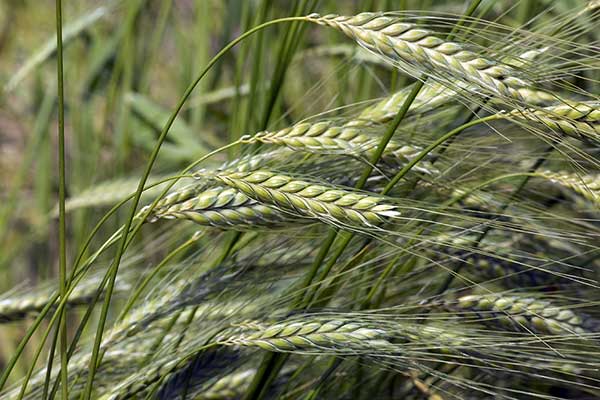 Pszenica twarda (Triticum durum)