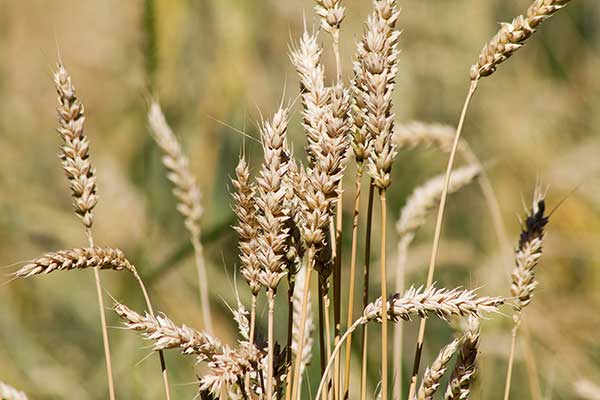 Pszenica zwyczajna (Triticum aestivum)