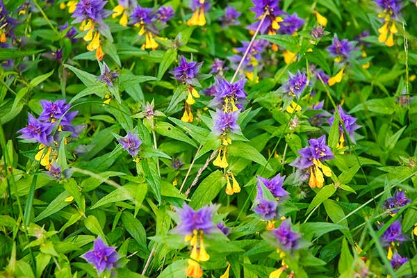 Pszeniec gajowy (Melampyrum nemorosum)