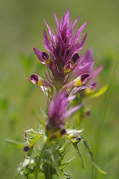 Pszeniec różowy (Melampyrum arvense)