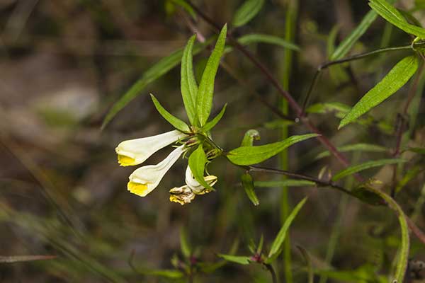 Pszeniec zwyczajny (Melampyrum pratense)