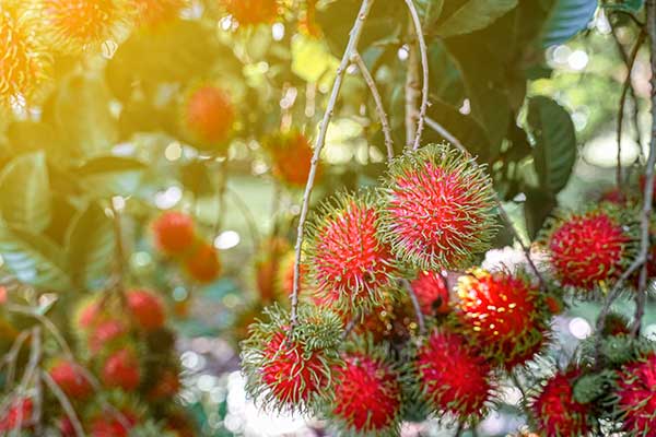 Jagodzian rambutan, rambutan (Nephelium lappaceum)