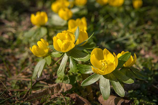 Rannik zimowy (Eranthis hyemalis)