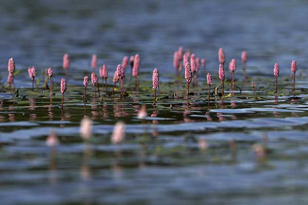 Rdest ziemnowodny (Persicaria amphibia)