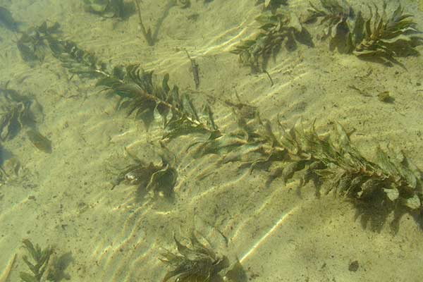 Rdestnica przeszyta (Potamogeton perfoliatus)