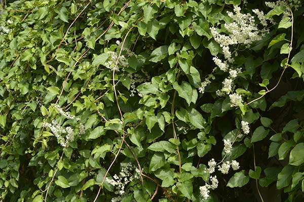 Rdestówka Auberta (Fallopia aubertii)