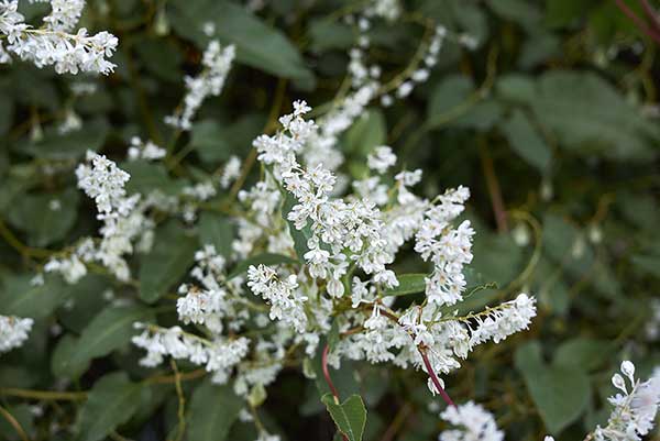 Rdestówka bucharska (Fallopia baldschuanica)