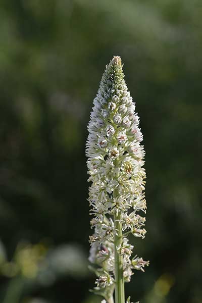 Rezeda biała (Reseda alba)