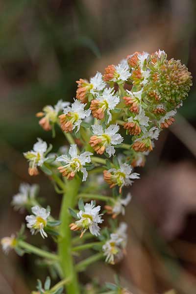 Rezeda mała (Reseda phyteuma)