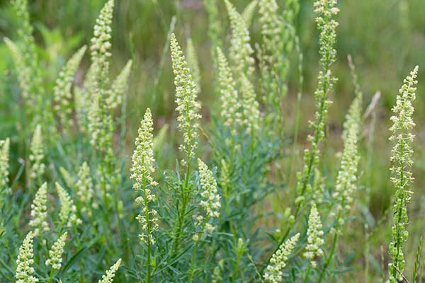 Rezeda żółta (Reseda lutea)