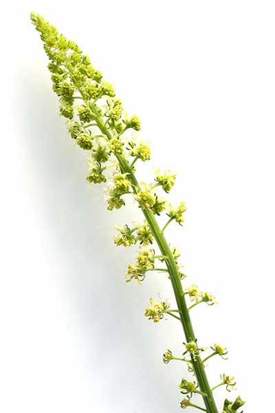 Rezeda żółtawa (Reseda luteola)