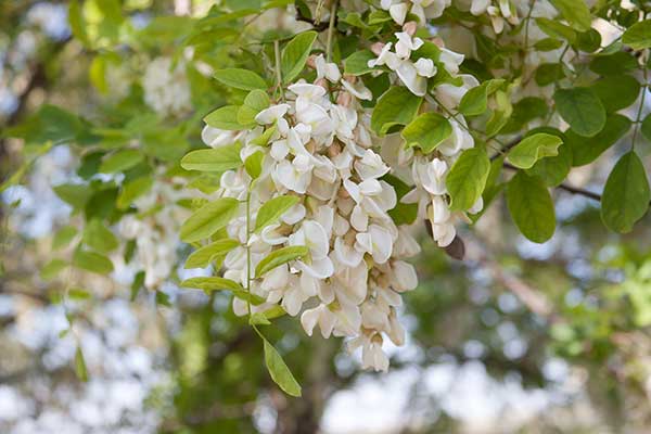 Robinia akacjowa, grochodrzew (Robinia pseudacacia)