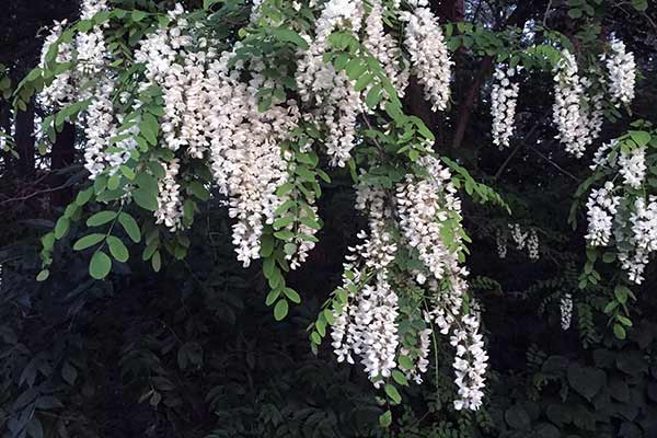 Robinia