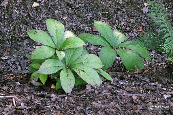 Rodgersja pierzasta (Rodgersia pinnata)