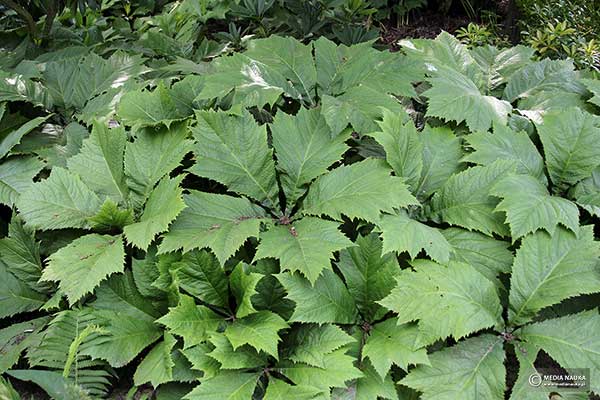 Rodgersja stopowcowata (Rodgersia podophylla)