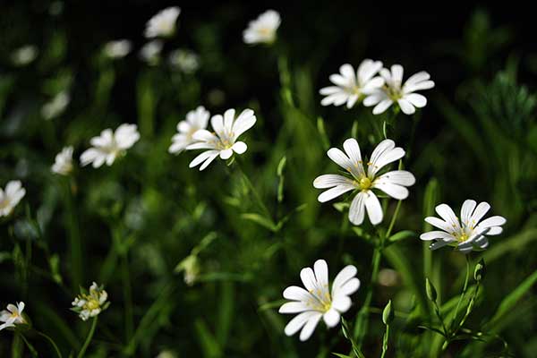 Rogownica polna (Cerastium arvense)