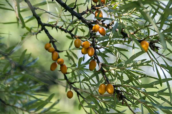 Rokitnik zwyczajny (Hippophae rhamnoides)