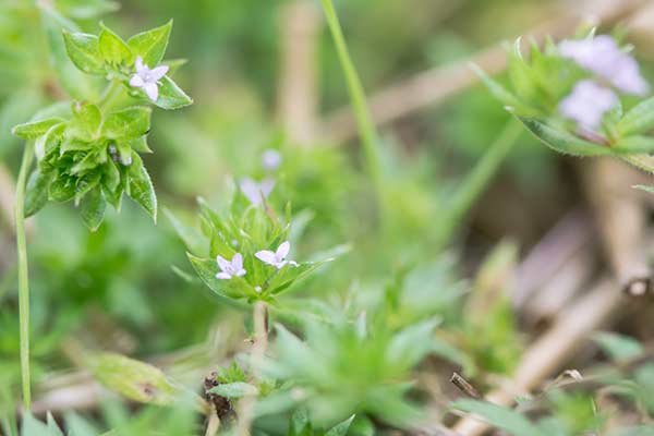 Rolnica pospolita (Sherardia arvensis)