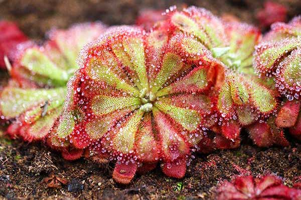 Rosiczka Alicji (Drosera aliciae)