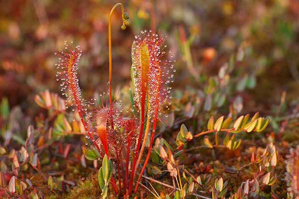 Rosiczka długolistna (Drosera anglica)