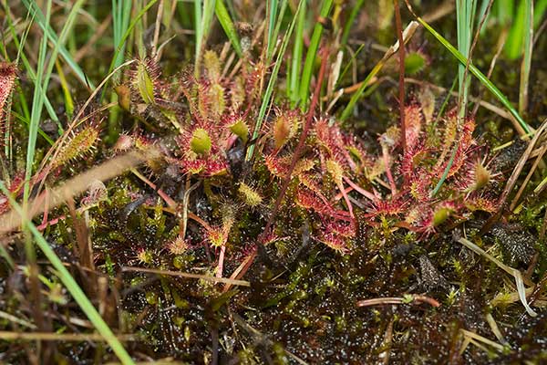 Rosiczka okrągłolistna (Drosera rotundiflora)