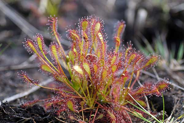 Rosiczka pośrednia (Drosera intermedia)