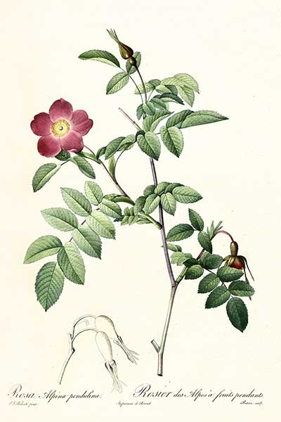 Róża alpejska (Rosa pendulina)