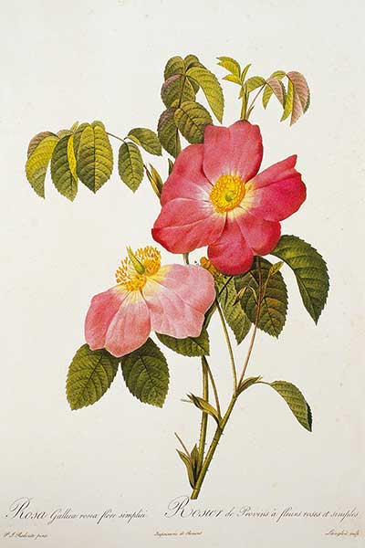 Róża francuska (Rosa gallica)