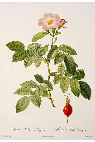 Róża jabłkowa (Rosa villosa)