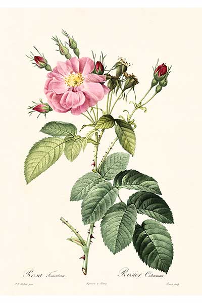 Róża kutnerowata (Rosa tomentosa)