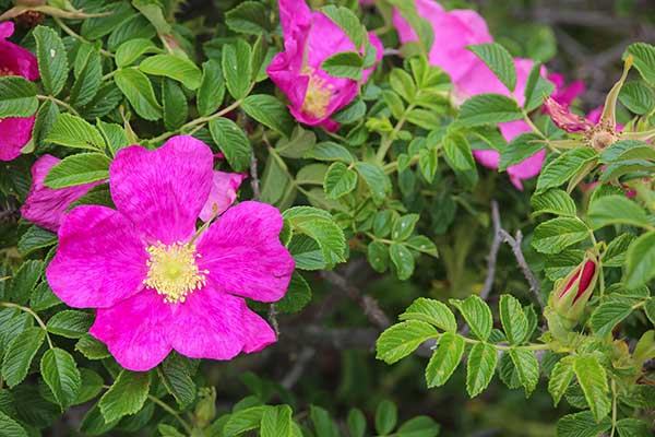 Róża pomarszczona (Rosa rugosa)