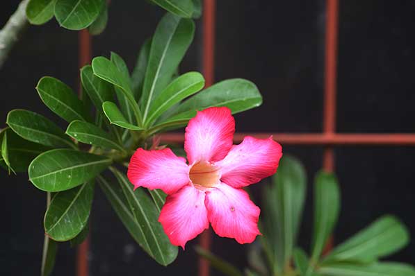 Róża pustyni (Adenium obesum)