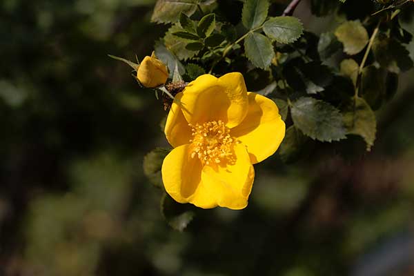 Róża żółta (Rosa foetida)
