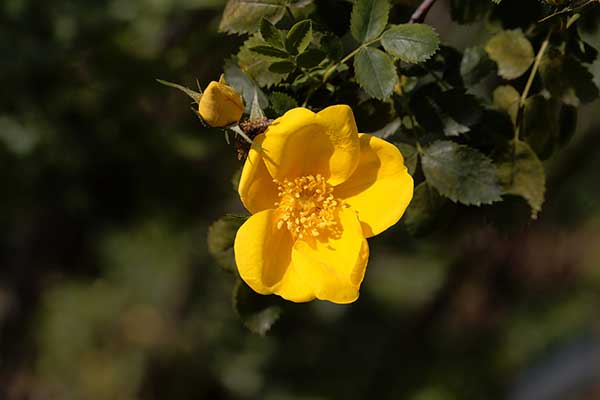 Róża żółta (Rosa foetida)