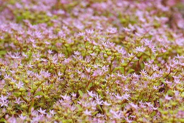 Rozchodnik kaukaski (Sedum spurium)