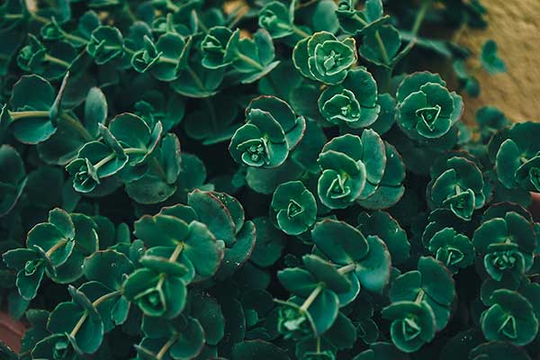 Rozchodnik Siebolda (Sedum sieboldii)