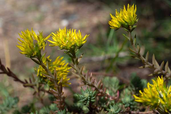 Rozchodnik skalny (Sedum montanum)
