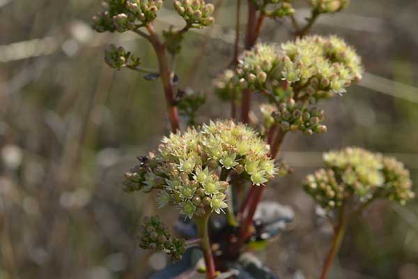 Rozchodnik wielki (Sedum maximum)